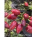 Pimenta Moranga Pepper Seeds Pimenta Moranga Pepper Seeds
