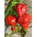 CGN 21500 x Trinidad Scorpion Moruga Red Pepper Seeds 
