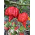 7-Pot Zing Pepper Seeds 