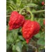 7-Pot Zing Pepper Seeds 