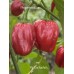 Aji Cachuchon Pepper Seeds Aji Cachuchon Pepper Seeds