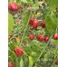 Aji Cachuchon Pepper Seeds Aji Cachuchon Pepper Seeds