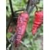 Mojo Black Pepper Seeds 