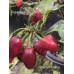 Pimenta Moranga Pepper Seeds Pimenta Moranga Pepper Seeds