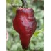 Mojo Black Pepper Seeds 