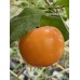Rocoto Orange Pepper Seeds 