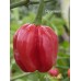 Aji Cachuchon Pepper Seeds Aji Cachuchon Pepper Seeds