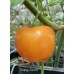 Rocoto Orange Pepper Seeds 