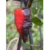Mojo Black Pepper Seeds 