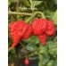 7-Pot Zing Pepper Seeds 