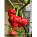 CGN 21500 x Trinidad Scorpion Moruga Red Pepper Seeds 