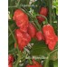 Jeff's Mystery Ghost Pepper Seeds 