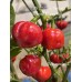 CGN 21500 x Trinidad Scorpion Moruga Red Pepper Seeds 