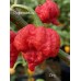 7-Pot Zing Pepper Seeds 