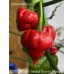 CGN 21500 x Trinidad Scorpion Moruga Red Pepper Seeds 