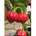 CGN 21500 x Trinidad Scorpion Moruga Red Pepper Seeds 