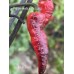 Mojo Black Pepper Seeds 