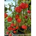 CGN 21500 x Trinidad Scorpion Moruga Red Pepper Seeds 