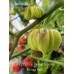 CGN 21500 x Trinidad Scorpion Moruga Red Pepper Seeds 
