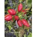 Pimenta Moranga Pepper Seeds Pimenta Moranga Pepper Seeds
