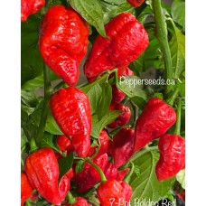 7-Pot Boldog Red Pepper Seeds 