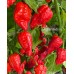 7-Pot Boldog Red Pepper Seeds 