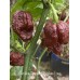 Carolina Reaper Chocolate Long Pepper Seeds 