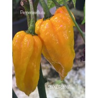 SBXCP2 Yellow Pepper Seeds 