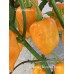 Habanero Manzno Orange Pepper Seeds Habanero Manzno Orange Pepper Seeds