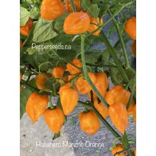 Habanero Manzno Orange Pepper Seeds 