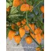 Habanero Manzno Orange Pepper Seeds Habanero Manzno Orange Pepper Seeds