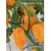 Habanero Manzno Orange Pepper Seeds Habanero Manzno Orange Pepper Seeds