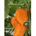 Habanero Manzno Orange Pepper Seeds Habanero Manzno Orange Pepper Seeds