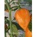 Habanero Manzno Orange Pepper Seeds Habanero Manzno Orange Pepper Seeds