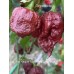 Carolina Reaper Chocolate Long Pepper Seeds 