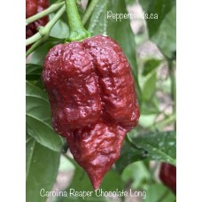 Carolina Reaper Chocolate Long Pepper Seeds 