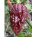 Carolina Reaper Chocolate Long Pepper Seeds 