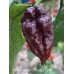 Carolina Reaper Chocolate Long Pepper Seeds 