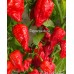 7-Pot Boldog Red Pepper Seeds 