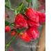 7-Pot Boldog Red Pepper Seeds 