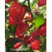 7-Pot Boldog Red Pepper Seeds 