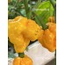 SBXCP Yellow Pepper Seeds SBXCP Yellow Pepper Seeds