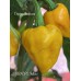 SBXCP2 Yellow Pepper Seeds SBXCP2 Yellow Pepper Seeds
