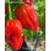 7-Pot Boldog Red Pepper Seeds 