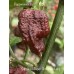 Carolina Reaper Chocolate Long Pepper Seeds 