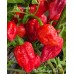 7-Pot Boldog Red Pepper Seeds 