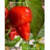 7-Pot Boldog Red Pepper Seeds 