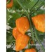 Habanero Manzno Orange Pepper Seeds Habanero Manzno Orange Pepper Seeds