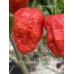 Bhut Jolokia Strain 2 Pepper