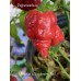 Bhutlah x Nagabrains Red Pepper Seeds Bhutlah x Nagabrains Red Pepper Seeds